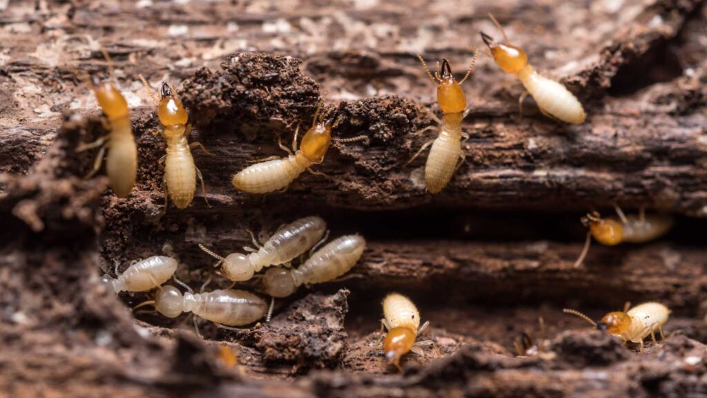 Signs of termites